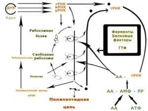 Полірібосомамі - це