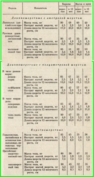 Напівтонкорунні породи овець (напівтонкорунні) Напівтонкорунні породи овець