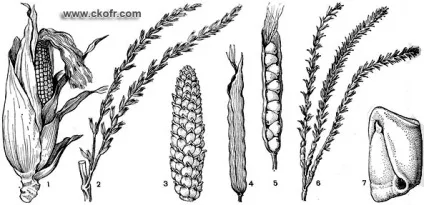 Порядок злаки (poales), сімейство злаки (poaceae, або gramineae) - results from # 5 (злаки) Порядок злаки (poales), сімейство злаки (poaceae, або gramineae) - results from # 5