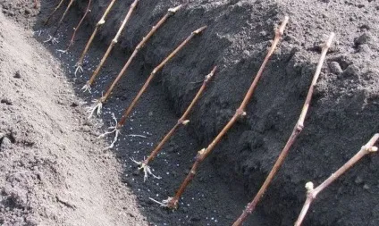 Посадка винограду живцями - як розводити культуру самому відео (розводити) Посадка винограду живцями - як розводити культуру самому відео