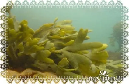 Користь водоростей з кремом для обличчя organic alga - planeta organica organic alga (organic) Користь водоростей з кремом для обличчя organic alga - planeta organica organic alga