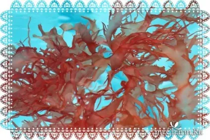 Користь водоростей з кремом для обличчя organic alga - planeta organica organic alga (складі яких присутні) Користь водоростей з кремом для обличчя organic alga - planeta organica organic alga