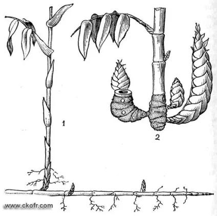 Порядок злаки (poales), сімейство злаки (poaceae, або gramineae) - results from # 5 (ковила) Порядок злаки (poales), сімейство злаки (poaceae, або gramineae) - results from # 5