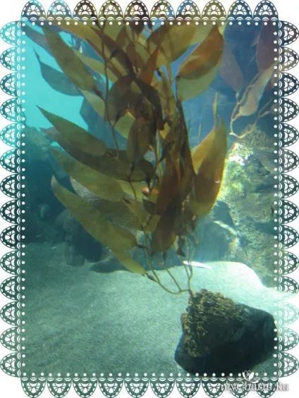 Користь водоростей з кремом для обличчя organic alga - planeta organica organic alga (водоростей) Користь водоростей з кремом для обличчя organic alga - planeta organica organic alga