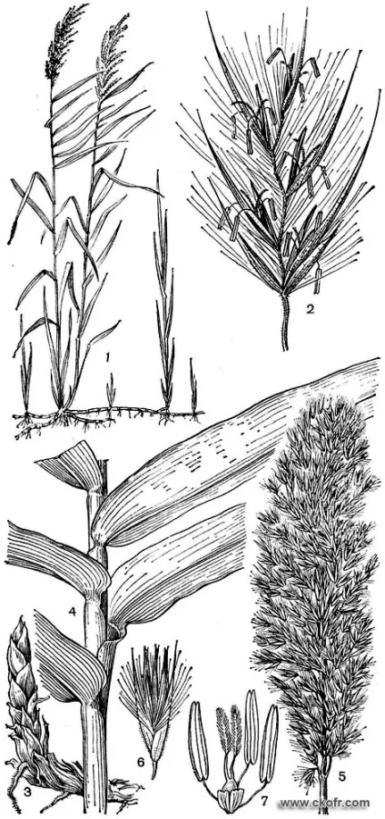 Порядок злаки (poales), сімейство злаки (poaceae, або gramineae) - results from # 5 (кукурудза) Порядок злаки (poales), сімейство злаки (poaceae, або gramineae) - results from # 5