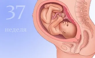 37 Тиждень вагітності болить поміж ніг - причини, наслідки, лікування! (Причини) 37 Тиждень вагітності болить поміж ніг - причини, наслідки, лікування!