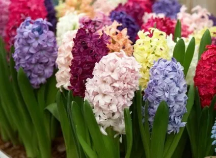 28 Найперших весняних квітів з фото (квітів) 28 Найперших весняних квітів з фото
