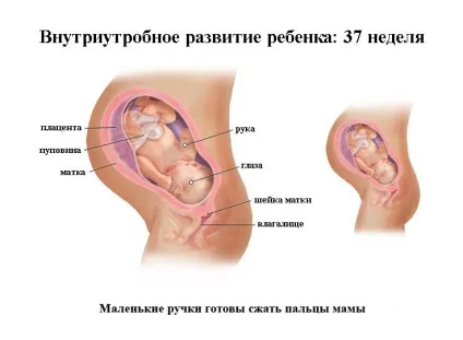 37 Тиждень вагітності болить поміж ніг - причини, наслідки, лікування! (Причини) 37 Тиждень вагітності болить поміж ніг - причини, наслідки, лікування!