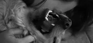 Поведінка, зоопсихология, intelligent dog, сторінка 2 (поведінку) Поведінка, зоопсихология, intelligent dog, сторінка 2