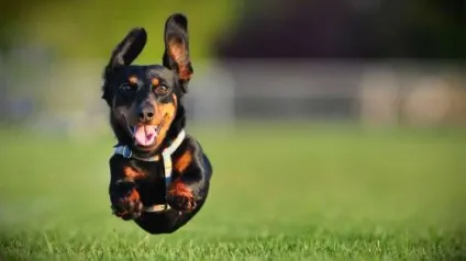 Поведінка, зоопсихология, intelligent dog, сторінка 2 (intelligent) Поведінка, зоопсихология, intelligent dog, сторінка 2