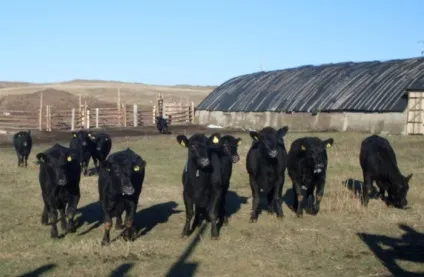 Правильні нетелі - agroxxi