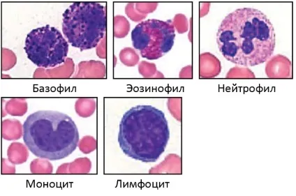 Підвищені та знижені лейкоцити у кішок - симптоми, лікування, препарати, причини появи, наші (причини) Підвищені та знижені лейкоцити у кішок - симптоми, лікування, препарати, причини появи, наші