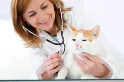 Правила по догляду за кішками - новини про тварин, рідкісні тварини і міфічні тварини на