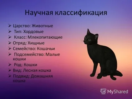 Презентація на тему моє домашня тварина