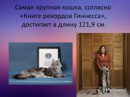 Презентація на тему моє домашня тварина