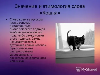 Презентація на тему моє домашня тварина