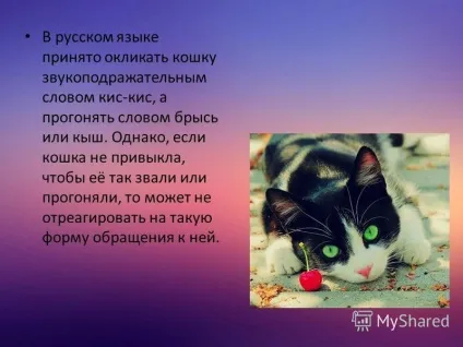 Презентація на тему моє домашня тварина