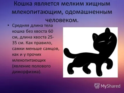 Презентація на тему моє домашня тварина