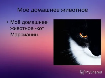 Презентація на тему моє домашня тварина