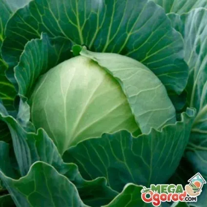 Правила вирощування капусти Парел від посадки до відходу (вирощування) Правила вирощування капусти Парел від посадки до відходу