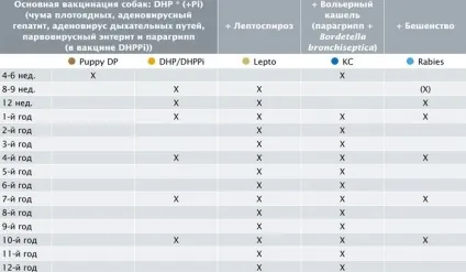 Щеплення вакциною nobivac, шегодайшегодай (DHPPi Нобівак Lepto) Щеплення вакциною nobivac, шегодайшегодай