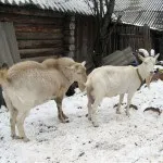 Ознаки статевої охоти і її тривалість у кози відео (тривалість) Ознаки статевої охоти і її тривалість у кози відео