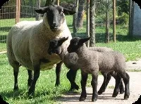 Продаж домашньої худоби