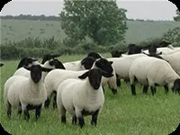 Продаж домашньої худоби