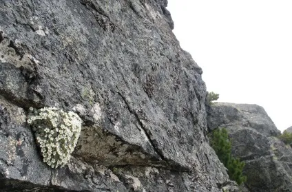 Проломник опис, фото і відео