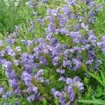 Собача (серцева трава) - заготівля, склад, застосування, рецепти (серцева) Собача (серцева трава) - заготівля, склад, застосування, рецепти