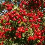 Собача (серцева трава) - заготівля, склад, застосування, рецепти (склад) Собача (серцева трава) - заготівля, склад, застосування, рецепти