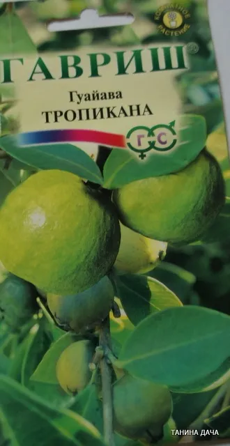 Псідіум (гуава) вирощування з насіння, таніну дача