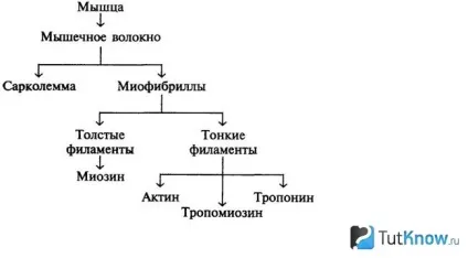 Робота м'язів у бодібілдингу