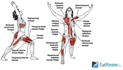 Робота м'язів у бодібілдингу