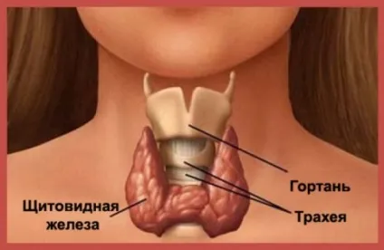 Психосоматика щитовидної залози захворювання гіпотиреоз, автоімунний тиреоїдит та інші по ліз Бурбо (Бурбо) Психосоматика щитовидної залози захворювання гіпотиреоз, автоімунний тиреоїдит та інші по ліз Бурбо