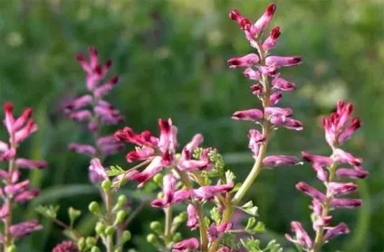 Псоріаз на долонях рук фото, лікування народними засобами, причини (лікування) Псоріаз на долонях рук фото, лікування народними засобами, причини