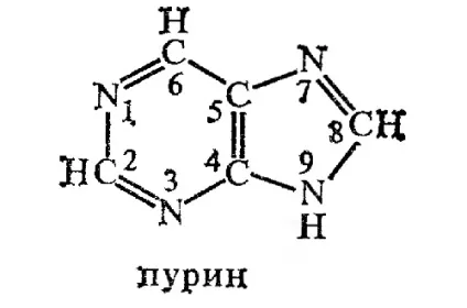 пуринові основи