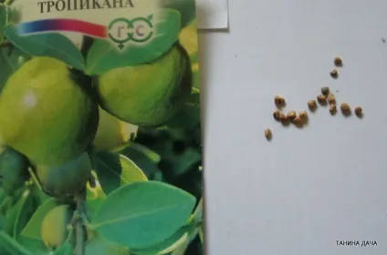 Псідіум (гуава) вирощування з насіння, таніну дача