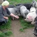 Оброблення свинини підготовка, схеми, порядок і розрахунок виходу м'яса (свинини) Оброблення свинини підготовка, схеми, порядок і розрахунок виходу м'яса