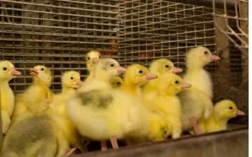 Розведення гусей - докладно для початківців (початківців) Розведення гусей - докладно для початківців