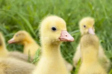 Розведення гусей - докладно для початківців (початківців) Розведення гусей - докладно для початківців