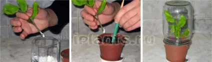 розмноження живцями