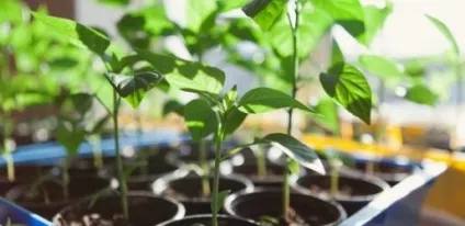 Розсада в усьому потрібна вправність, гарт, тренування (всім) Розсада в усьому потрібна вправність, гарт, тренування