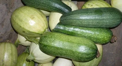 Рослина кабачок сорту на фото, характеристика, хімічний склад кабачків і їх корисні властивості (сорти) Рослина кабачок сорту на фото, характеристика, хімічний склад кабачків і їх корисні властивості