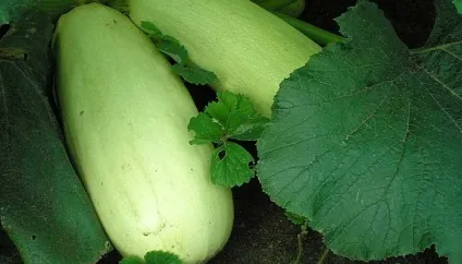 Рослина кабачок сорту на фото, характеристика, хімічний склад кабачків і їх корисні властивості (характеристика) Рослина кабачок сорту на фото, характеристика, хімічний склад кабачків і їх корисні властивості