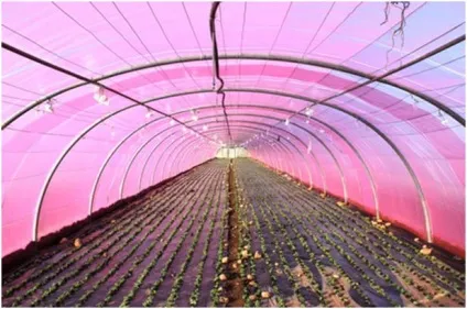 Різнобарвні парникові плівки підвищують ефективність теплиці - agroxxi (плівки) Різнобарвні парникові плівки підвищують ефективність теплиці - agroxxi