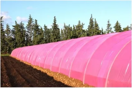 Різнобарвні парникові плівки підвищують ефективність теплиці - agroxxi (світла найбільш ефективного) Різнобарвні парникові плівки підвищують ефективність теплиці - agroxxi