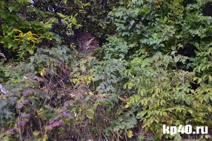 Райони калуги бушмановка - тихе життя на тлі психушки - суспільство - новини - калузький (калуги) Райони калуги бушмановка - тихе життя на тлі психушки - суспільство - новини - калузький