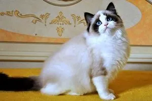 Регдолл - тряпічная лялька, кішки, коти і кошенята - мишок немає! (Кішки) Регдолл - тряпічная лялька, кішки, коти і кошенята - мишок немає!