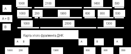 Рекомбінантні (химерні) ДНК - біологія (реферат) Рекомбінантні (химерні) ДНК - біологія